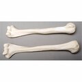 Skeletons And More Left Humerus Bone SK459677